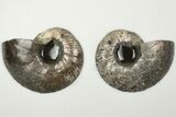 Cut & Polished, Pyritized Ammonite Fossil - Russia #198336-1